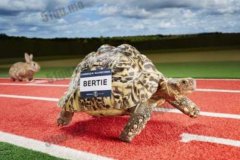 世界上爬的最快的烏龜